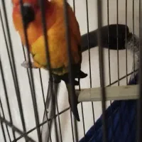 طوطی خورشیدی نر با تعیین جنسیت|پرنده|قرچک, زیبا شهر|دیوار