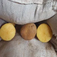 فروش همه نوع ارقام سیب زمینی|عمده‌فروشی|سردرود, |دیوار