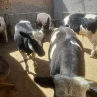 ۶راس گوساله نر پرواری جنس درجه یک