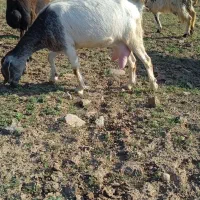 بز شیری با بزغاله ماده