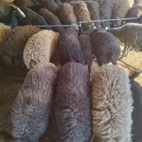 گوسفند زنده بره میش قربانی