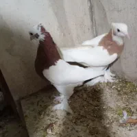 طوقی بی عیب...|پرنده|کوار, |دیوار