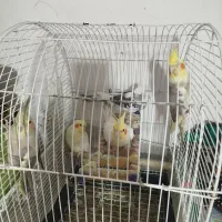 عروس هلندی پرورش خونگی نر و ماده،سخنگو|پرنده|رشت, حمیدیان|دیوار