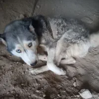 سگ هاسکی|سگ|سمنان, |دیوار