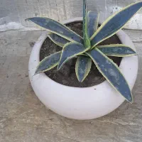 تعدادی گل کاکتوس هویا پاندانوس  شمعدونی آگاو