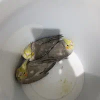 فروش ۶ جوجه عروس هلندی