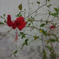 گل ختمی موقعیت قره ضیاءالدین|گل و گیاه طبیعی|قره ضیاالدین, |دیوار