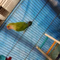 طوطی برزیلی|پرنده|تاکستان, |دیوار