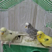 مرغ عشق|پرنده|سنندج, |دیوار