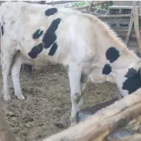 گوساله