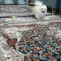 سگ پامر|سگ|نجف‌آباد, یزدانشهر|دیوار