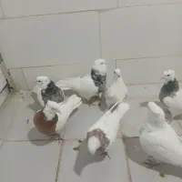 کبوتر طوقی|پرنده|سرپل ذهاب, |دیوار