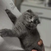 بریتیش اسکاتیش بلو- لیلاک