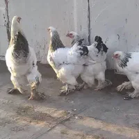 تخم مرغ برهما