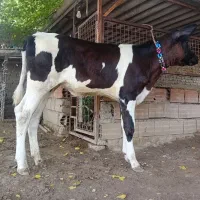 1 عدد گوساله هلشتاین ماده صنعتی شیری کلفت