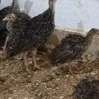 جوجه بوقلمون ۱.۵ ماهه و ۲ ماهه در آبادان