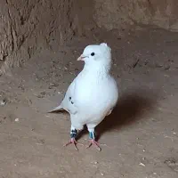کبوتر پرشی|پرنده|انگوت, |دیوار