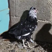 مرغ و خروس گلین