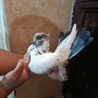 کبوتر|پرنده|نوشین شهر, |دیوار