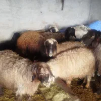 میش شیشک بره دار