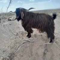 نربز جوان وچاق