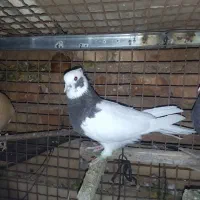 کبوتر