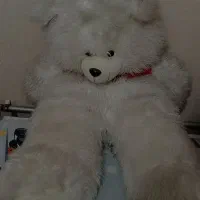 دو عدد خرس شاسخین