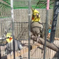 دو عدد عروس هلندی هر دو نر هستن بسیار بازیگوش