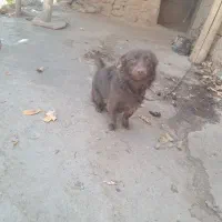 پاکوتاه ماده