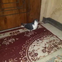 ساده بشرت هوا وجوفتگاه کفتر به شرت|پرنده|مشهد, فدک|دیوار