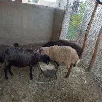 دو راس گوسفند