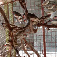 فروش و معاوضه فنچ