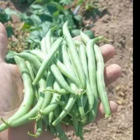 لوبیا سبز درجه یک تازه چیده شده کیلویی۱۰۰