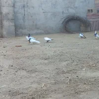 یک جفت دمی عتیقه|پرنده|گتوند, |دیوار