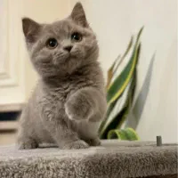 گربه بریتیش بلو اصیل