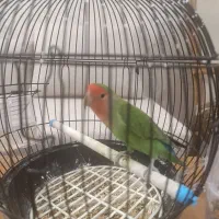 کوتوله برزیلی