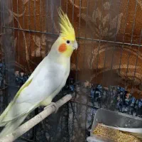 عروس هلندی نر