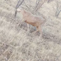 بز داشت|حیوانات مزرعه|ثلاث باباجانی, |دیوار