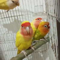 دو جفت برزیلی