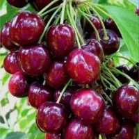 فروش نهال آلبالو مجاری