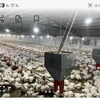 فروش-مرغداری-20000قطعه-ای