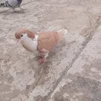 کبوتر