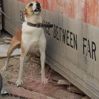 دورگه آلابای و سرابی