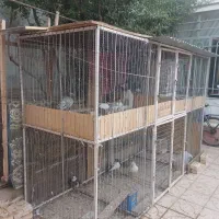 قفس پرنده