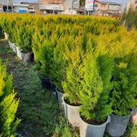 لاوسون سطل ۱۲|گل و گیاه طبیعی|قائم‌شهر, |دیوار