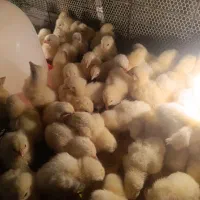 فروش جوجه مرغ گوشتی راس308