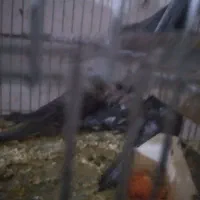 عروس هلندی|پرنده|نجفآباد, حومه نجف آباد|دیوار