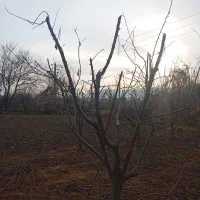 هرس و اصلاح باغ|خدمات باغبانی و درختکاری|خان ببین, |دیوار