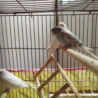 فروش مرغ عشق لامرد