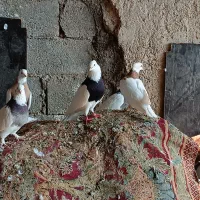 کبوتر طوقی|پرنده|وراوی, |دیوار